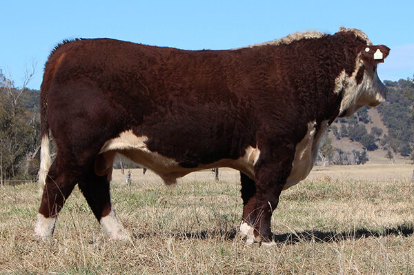 Current Sires - Talbalba Herefords